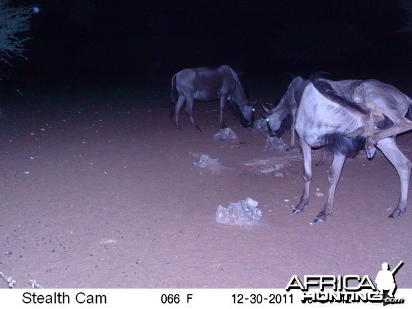 Trail Camera Namibia