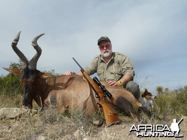 Red Hartebeest.