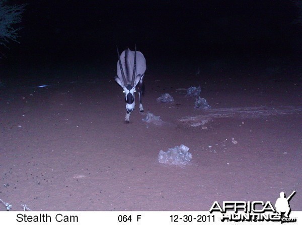 Trail Camera Namibia