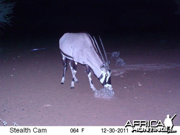 Trail Camera Namibia