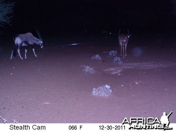 Trail Camera Namibia