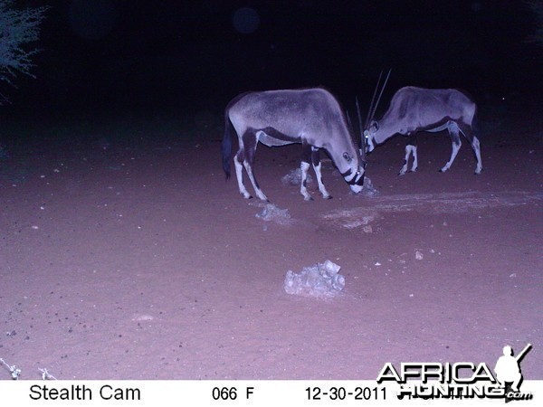 Trail Camera Namibia