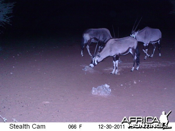 Trail Camera Namibia