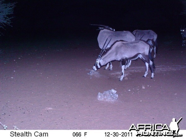 Trail Camera Namibia