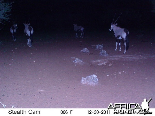 Trail Camera Namibia