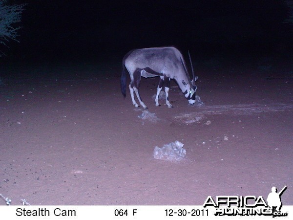 Trail Camera Namibia