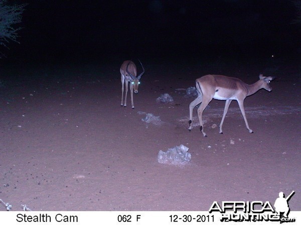 Trail Camera Namibia