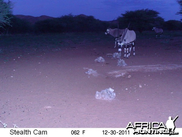 Trail Camera Namibia