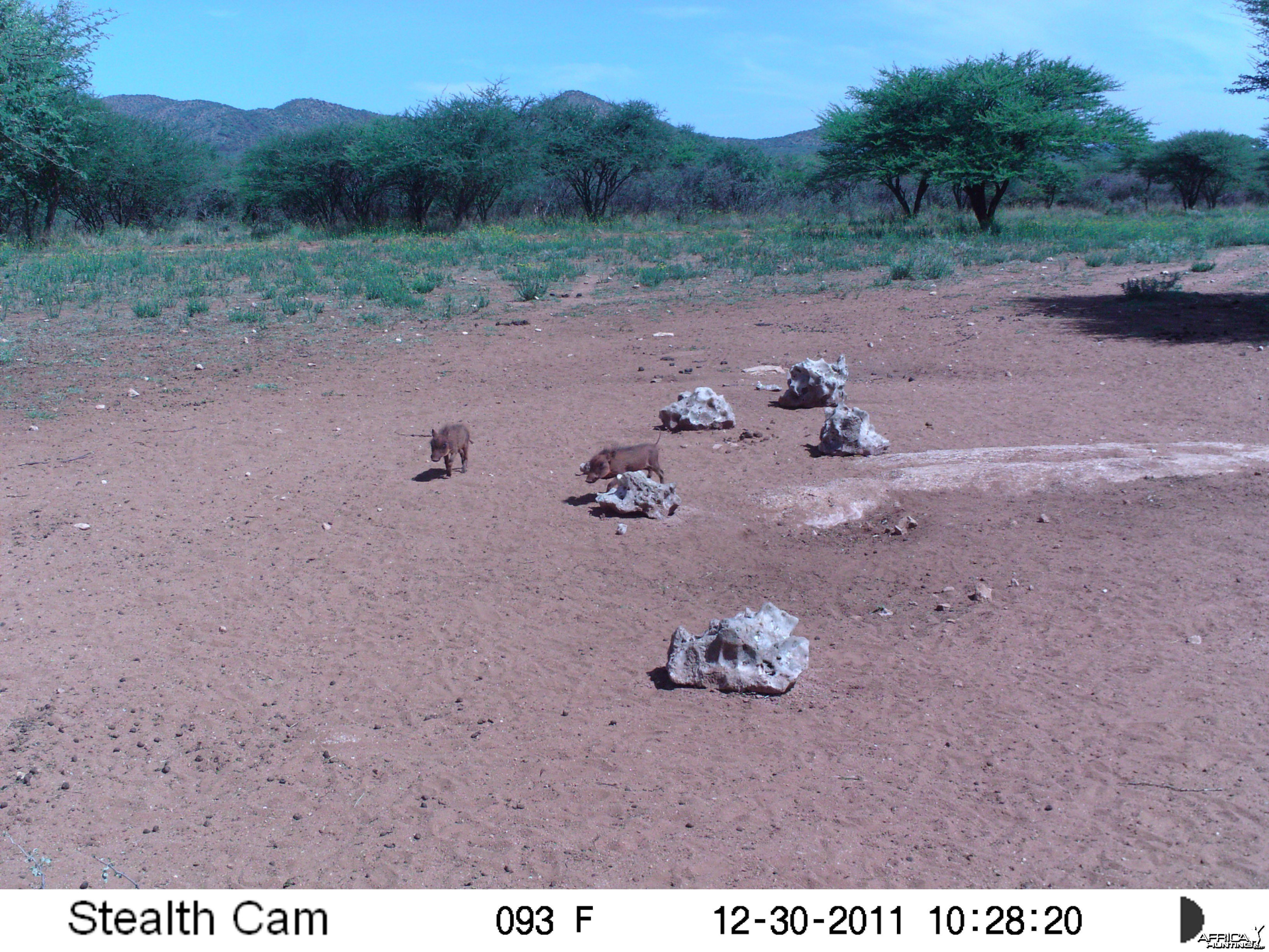 Trail Camera Namibia