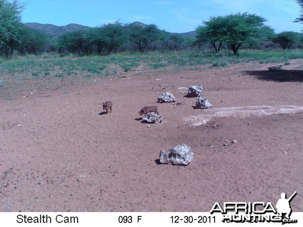 Trail Camera Namibia