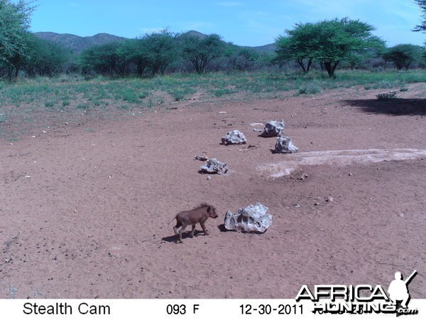 Trail Camera Namibia