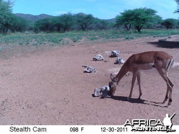 Trail Camera Namibia