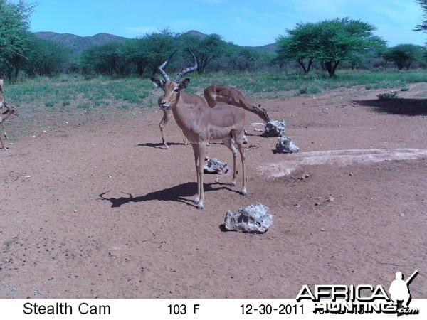 Trail Camera Namibia