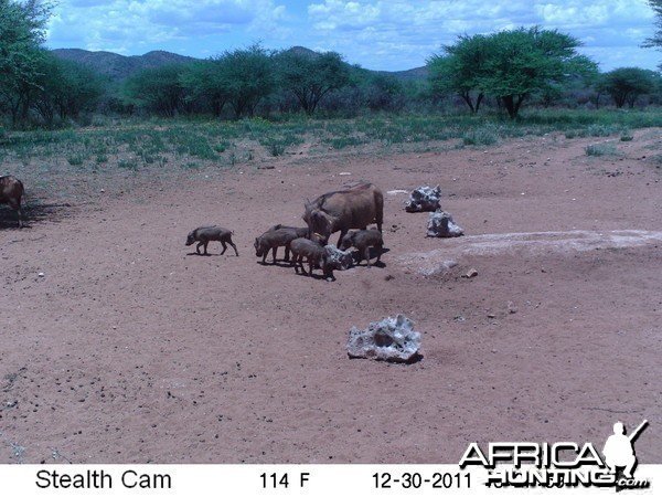 Trail Camera Namibia