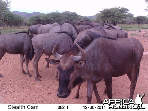 Trail Camera Namibia