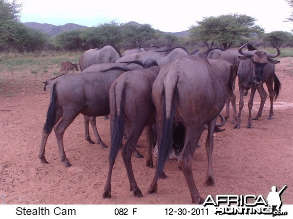 Trail Camera Namibia