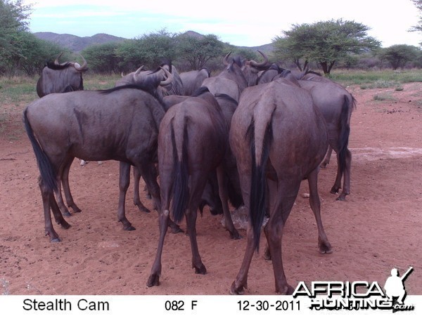 Trail Camera Namibia