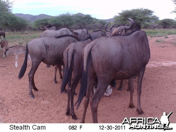 Trail Camera Namibia