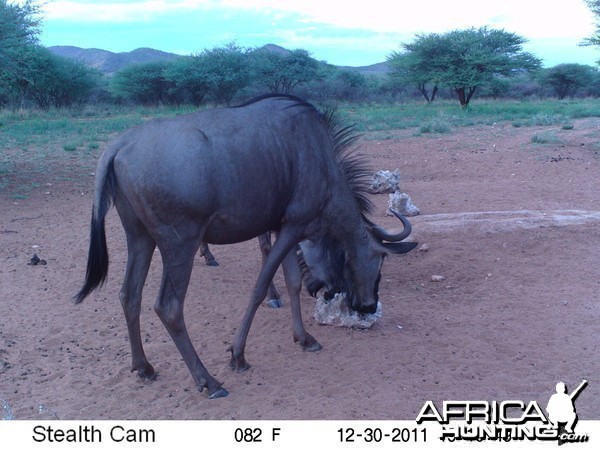 Trail Camera Namibia