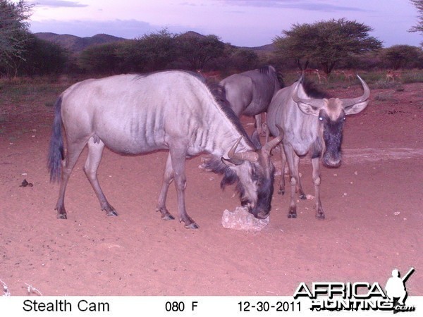 Trail Camera Namibia