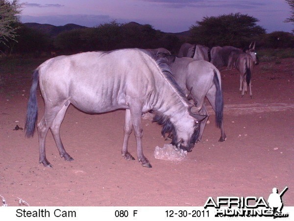 Trail Camera Namibia