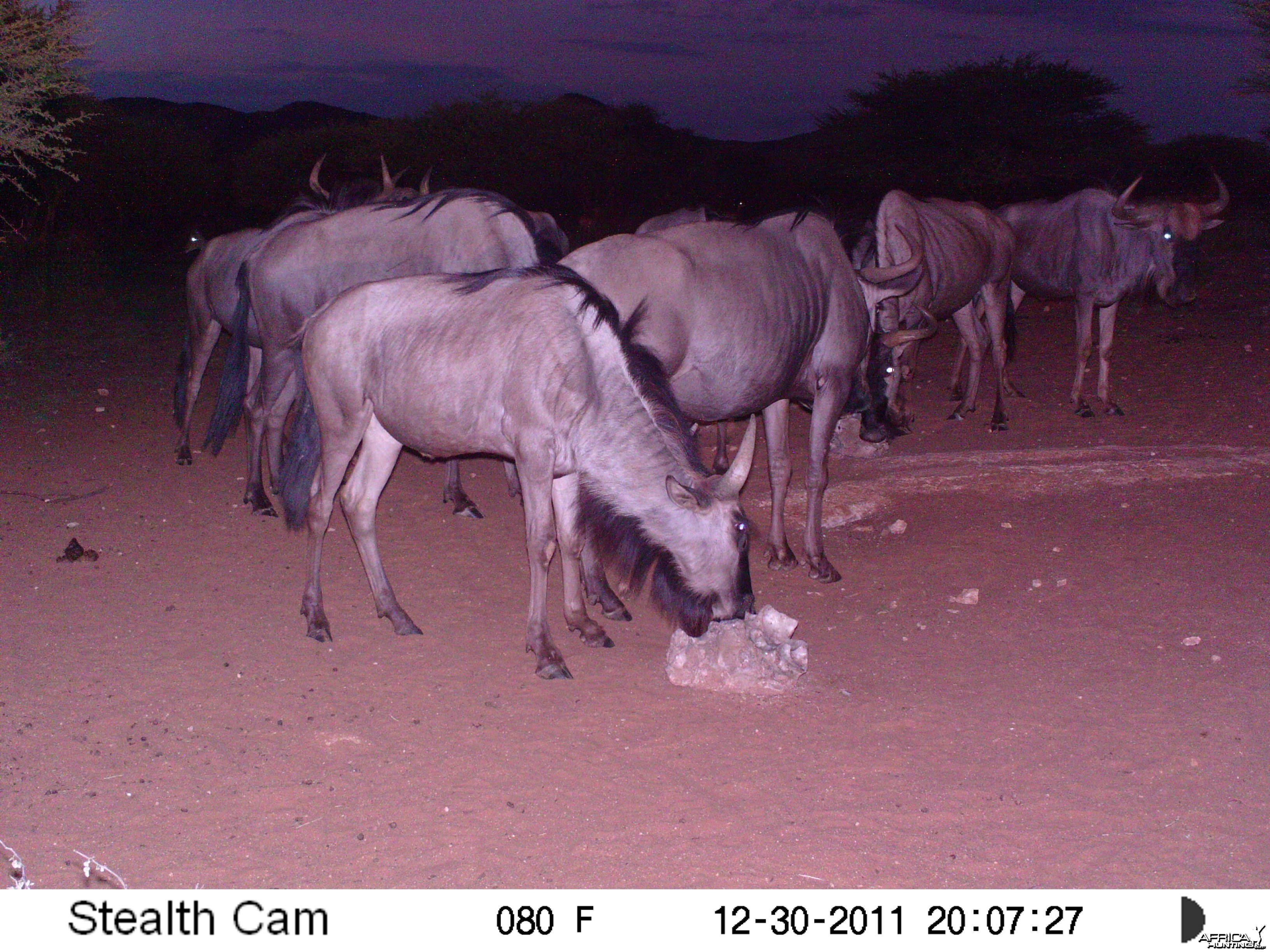 Trail Camera Namibia