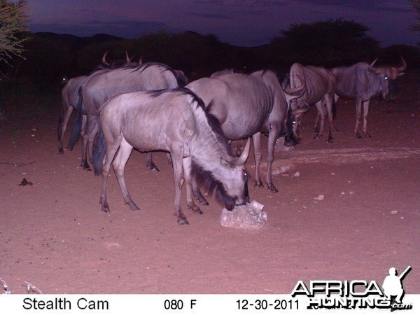 Trail Camera Namibia