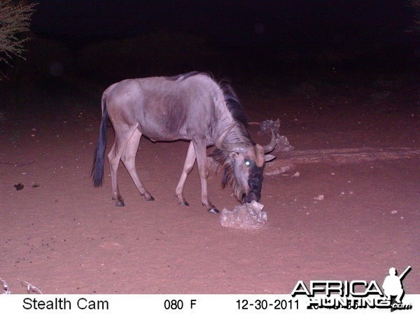 Trail Camera Namibia