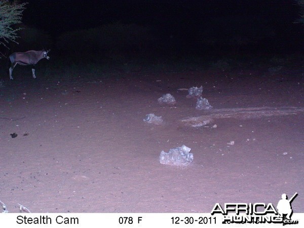 Trail Camera Namibia