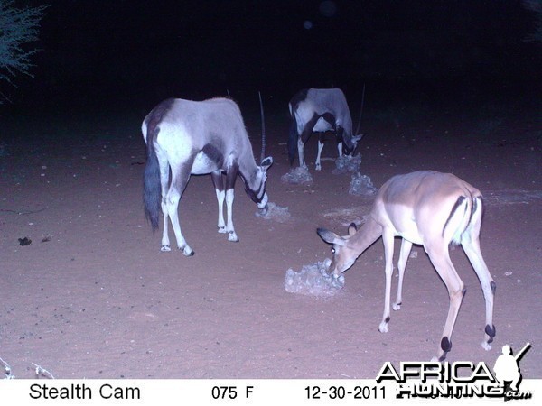 Trail Camera Namibia