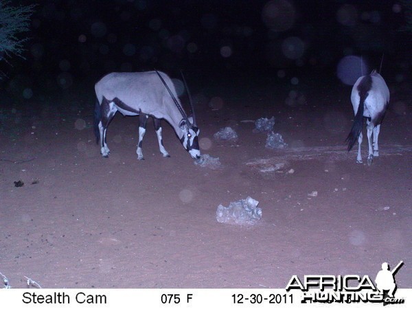 Trail Camera Namibia