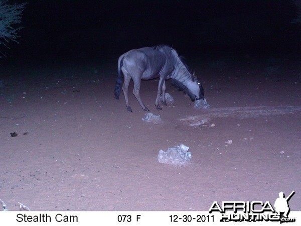 Trail Camera Namibia