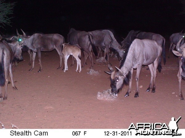 Trail Camera Namibia