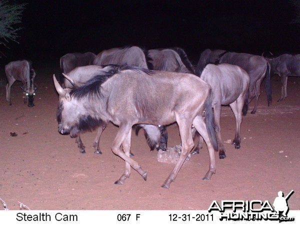 Trail Camera Namibia