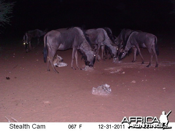 Trail Camera Namibia