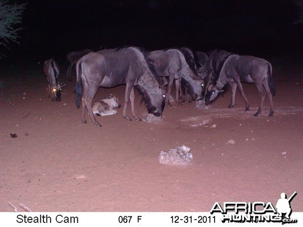 Trail Camera Namibia