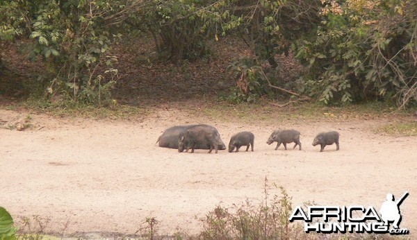 GIANT FOREST HOG