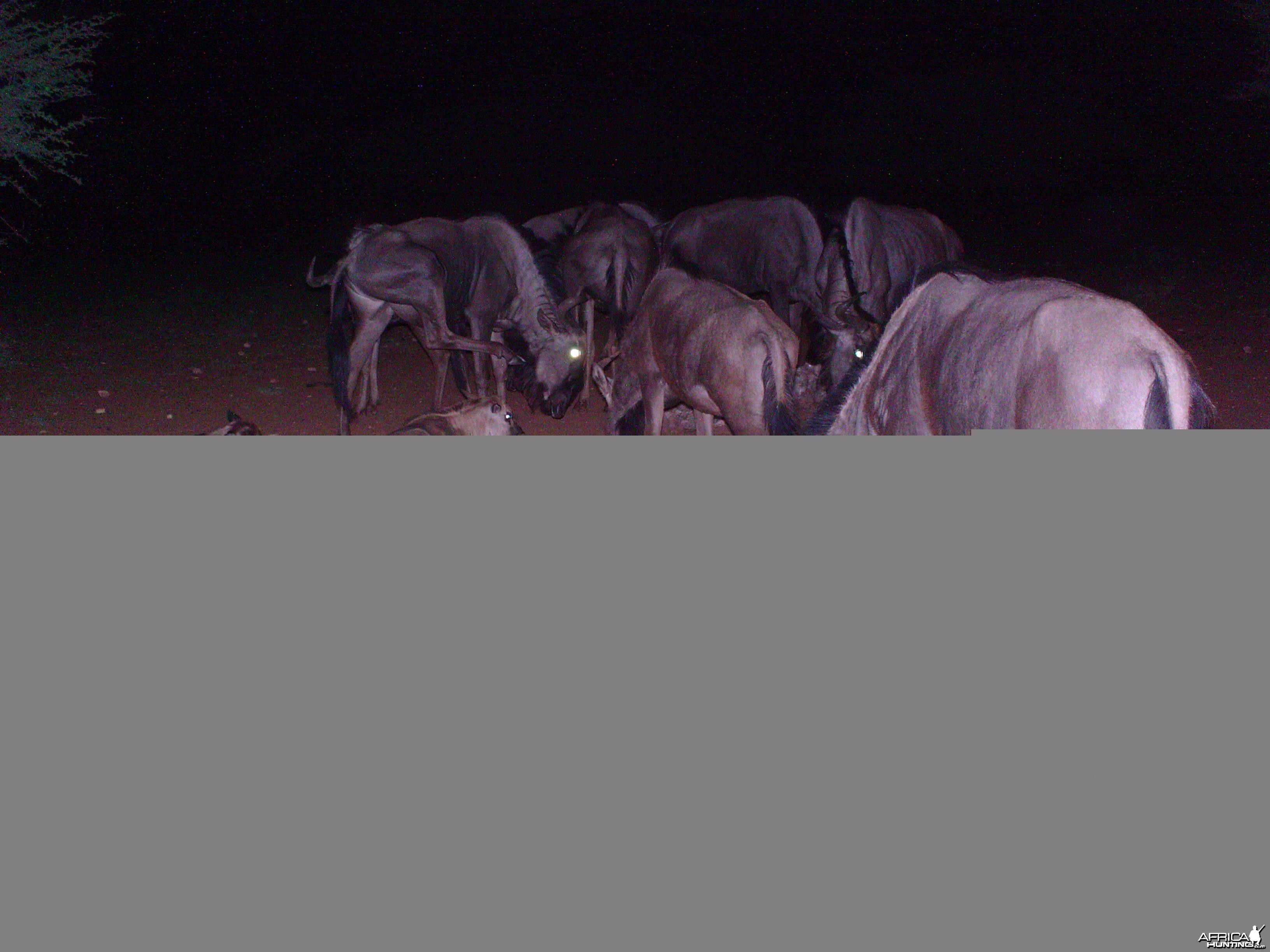 Trail Camera Namibia