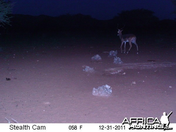 Trail Camera Namibia