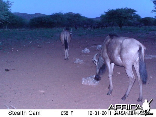 Trail Camera Namibia