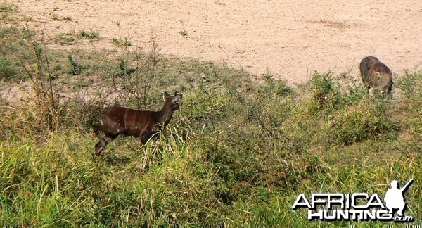 Young forest sitatunga bull vs female warthog