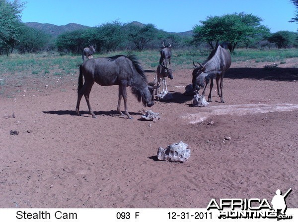 Trail Camera Namibia