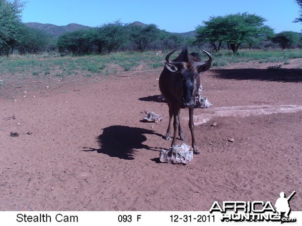 Trail Camera Namibia