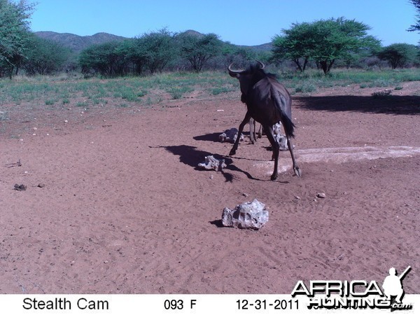 Trail Camera Namibia