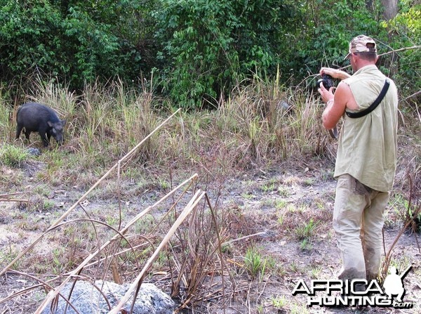 Approaching young giant forest hog boar !!!