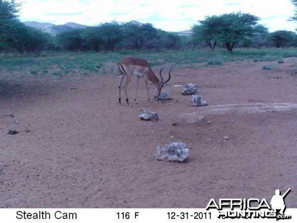 Trail Camera Namibia