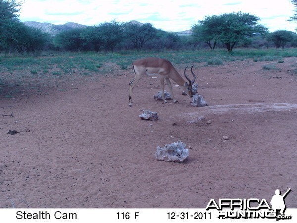 Trail Camera Namibia