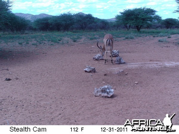 Trail Camera Namibia