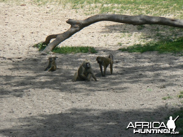 Doguera baboon