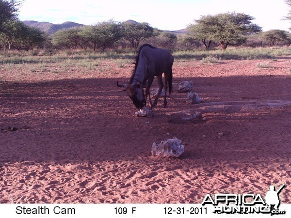 Trail Camera Namibia